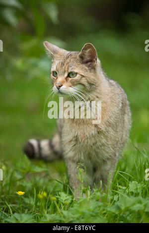 Europäische Wildkatze (Felis Silvestris) steht auf einer Wiese, Gefangenschaft, Bayern, Deutschland Stockfoto