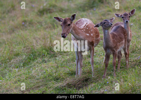 Damhirsch (Dama Dama), Doe und Kitze, Bayern, Deutschland Stockfoto