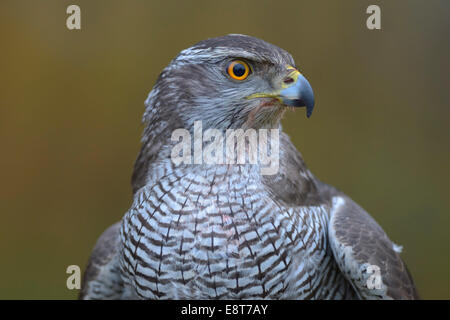 Habicht (Accipiter Gentilis), Erwachsene Frau, Porträt, Biosphärenreservat Biosphärengebiet Schwäbische Alb, Baden-Württemberg Stockfoto