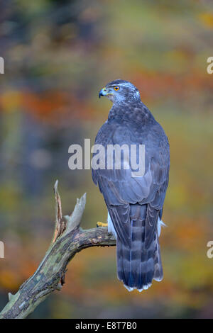 Habicht (Accipiter Gentilis), erwachsenes Weibchen auf Kiefer Ast, Biosphärengebiet Schwäbische Alb-Biosphären-Reservat Stockfoto