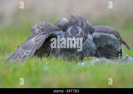 Habicht (Accipiter Gentilis), erwachsenes Weibchen deckt die Beute mit ihren Flügeln, Biosphärengebiet Schwäbische Alb-Biosphäre Stockfoto