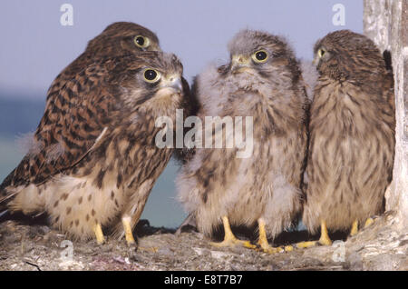 Turmfalken (Falco Tinnunculus), flügge fast junge Falken, Allgäu, Bayern, Deutschland Stockfoto