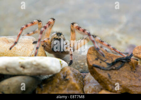 Riverbank Riesenspinne oder Sand-Wolfspinne (Arctosa Cinerea), Mittelelbe, Sachsen-Anhalt, Deutschland Stockfoto