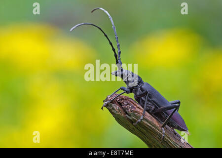 Großer Steinbock Käfer (Buchenspießbock Cerdo), Mittelelbe, Sachsen-Anhalt, Deutschland Stockfoto