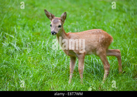 Reh (Capreolus Capreolus), fawn, stehend auf einer Wiese, Gefangenschaft, Thüringen, Deutschland Stockfoto