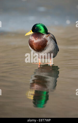 Stockente (Anas Platyrhynchos), Drake, stehend im Wasser, Thüringen, Deutschland Stockfoto