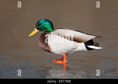 Stockente (Anas Platyrhynchos), Drake, stehend im Wasser, Thüringen, Deutschland Stockfoto