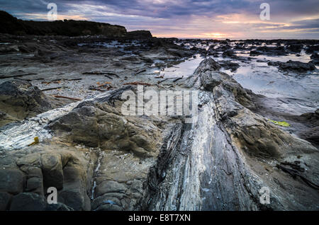 Versteinerten Baumstamm, versteinerte Podocarp Wald, Abend Stimmung am Meer, felsige Küste, Curio Bay, The Catlins, Südinsel Stockfoto