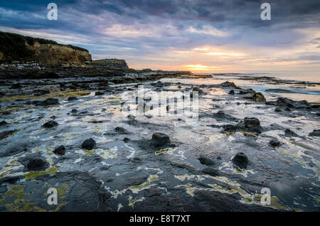 Versteinerte Baumstämme, versteinerte Podocarp Wald, Abend Stimmung am Meer, felsige Küste, Curio Bay, The Catlins, Südinsel Stockfoto