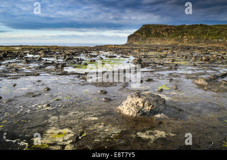 Versteinerte Baumstämme, versteinerte Podocarp Wald, Abendstimmung am Meer, felsige Küste, Curio Bay, The Catlins, Südinsel Stockfoto