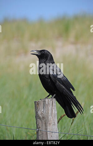 Turm (Corvus Frugilegus) thront auf einem Mast, Schleswig-Holstein, Deutschland Stockfoto