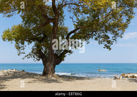 Orientalische Platane (Platanus Orientalis) am Strand, Ayancik, Provinz Sinop, Schwarzmeer-Küste, Schwarzmeer Region, Türkei Stockfoto