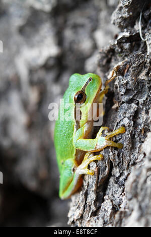 Europäischer Laubfrosch (Hyla Arborea) klettern auf einer Eiche, Sachsen-Anhalt, Deutschland Stockfoto