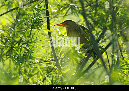 Zwergdommel (Ixobrychus Minutus), männliche im Gegenlicht in einer Weide, Sachsen-Anhalt, Deutschland Stockfoto