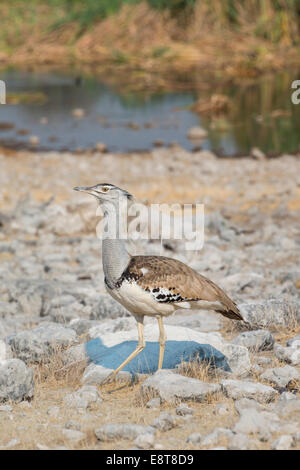 Kori Bustard (Ardeotis Kori), Etosha Nationalpark, Namibia Stockfoto