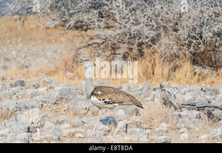 Kori Bustard (Ardeotis Kori), Etosha Nationalpark, Namibia Stockfoto