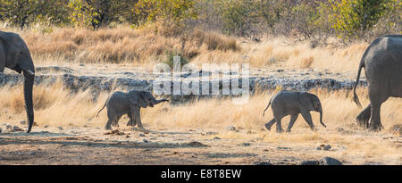 Zwei junge afrikanische Elefanten (Loxodonta Africana), Waden, Fuß in der Nähe der Nuamses Wasserloch, Etosha Nationalpark, Namibia Stockfoto