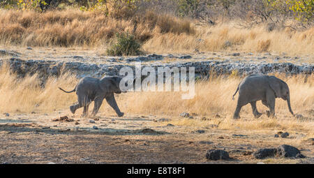 Zwei junge afrikanische Elefanten (Loxodonta Africana), Waden, Fuß in der Nähe der Nuamses Wasserloch, Etosha Nationalpark, Namibia Stockfoto