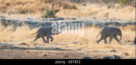 Zwei junge afrikanische Elefanten (Loxodonta Africana), Waden, Fuß in der Nähe der Nuamses Wasserloch, Etosha Nationalpark, Namibia Stockfoto