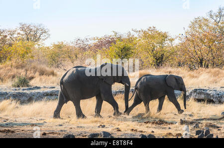 Zwei afrikanische Elefanten (Loxodonta Africana) marschieren, Etosha Nationalpark, Namibia Stockfoto