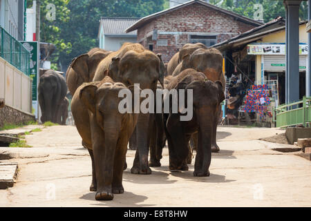 Asiatische Elefanten (Elephas Maximus) von Pinnawala Elephant Orphanage auf dem Weg zum Fluss Maha Oya, Pinnawela, Sri Lanka Stockfoto