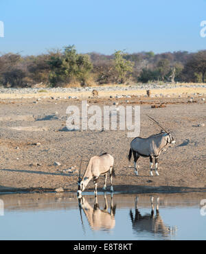 Spießböcke (Oryx Gazella) an der Wasserstelle Chudop, Etosha Nationalpark, Namibia Stockfoto