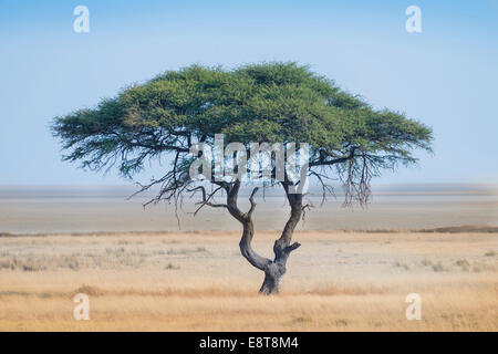 Regenschirm Thorn (Acacia Tortilis), Baum vor der Etosha Pan, Etosha Nationalpark, Namibia Stockfoto