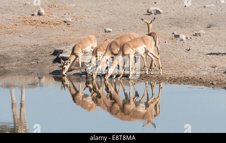 Gruppe von schwarzen Nase Impalas (Aepyceros Melampus Petersi) trinken am Wasser, Chudop Waterhole, Etosha Nationalpark, Namibia Stockfoto