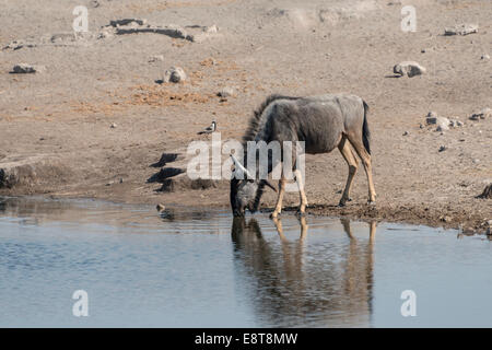 Gnus (Connochaetes Taurinus) trinken am Chudop Waterhole, Etosha Nationalpark, Namibia Stockfoto