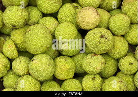 Osage Orange (Maclura Pomifera), Deutschland Stockfoto