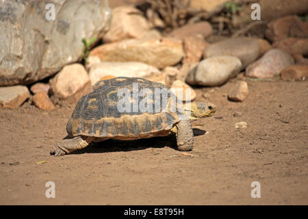 South African Bugspriet Schildkröte oder Angulate Tortoise (Chersina Angulata), Erwachsener, Addo Elephant National Park, Eastern Cape Stockfoto