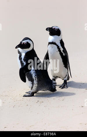 Afrikanische Pinguine oder Jackass Pinguine (Spheniscus Demersus), paar am Strand, Boulders Beach, Simons Town, Western Cape Stockfoto