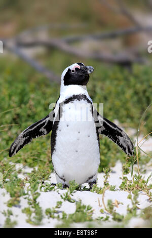 Afrikanischer Penguin oder Jackass Pinguin (Spheniscus Demersus), Erwachsene mit Verbreitung Flügel, Boulders Beach, Simons Town, Western Cape Stockfoto