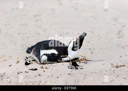 Afrikanischer Penguin oder Jackass Pinguin (Spheniscus Demersus), Erwachsene Inkubation von Eiern, Boulders Beach, Simons Town, Western Cape Stockfoto