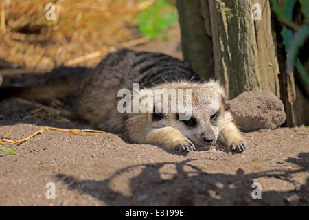 Erdmännchen (Suricata Suricatta), Erwachsene ruhen, kleine Karoo, Western Cape, Südafrika Stockfoto