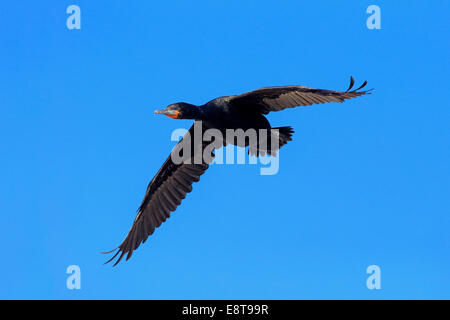 Kap-Kormoran (Phalacrocorax Capensis), im Flug, Bettys Bay, Western Cape, Südafrika Stockfoto