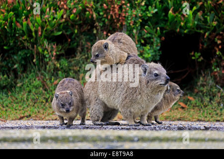 Erwachsene weibliche Rock Hyrax (Procavia Capensis) mit drei jungen, soziales Verhalten, Bettys Bay, Western Cape, Südafrika Stockfoto