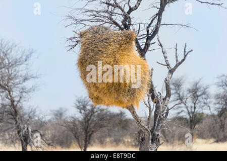 Verschachtelung Kolonie von der geselligen Weber (Philetairus Socius) in einem Baum, Etosha Nationalpark, Namibia Stockfoto