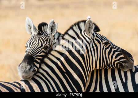 Ebenen Zebras (Equus Quagga), Etosha Nationalpark, Namibia Stockfoto