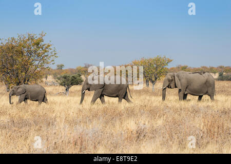 Drei afrikanische Elefanten (Loxodonta Africana), bewegt durch Trockenrasen, Etosha Nationalpark, Namibia Stockfoto