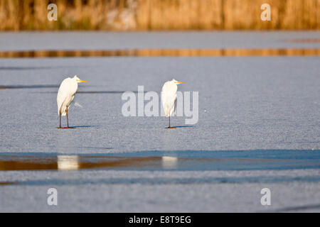 Zwei große Reiher (Ardea Alba) stehend auf Eis, Nordhessen, Hessen, Deutschland Stockfoto