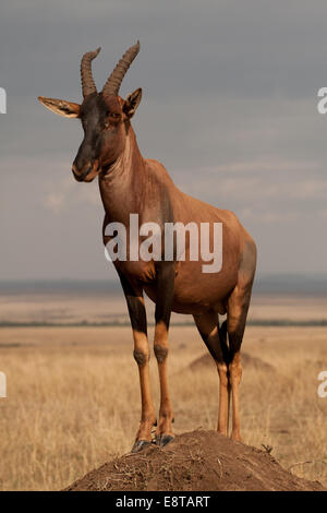 Topi 'Damaliscus Korrigum"auf eine Termite Mound während der jährlichen Lek (Brunft) Stockfoto