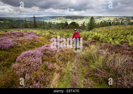 Walker auf einem öffentlichen Wanderweg auf Null Moor in Nidderdale bei Pateley Bridge Yorkshire England Stockfoto