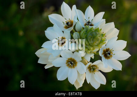 Stern von Bethlehem (Ornithogalum Thyrsoides) Stockfoto