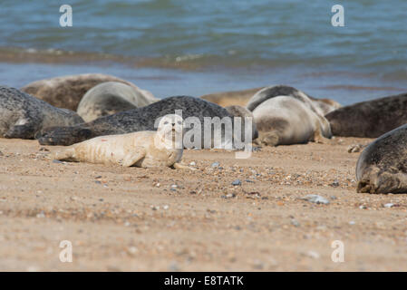 Gemeinsame oder Hafen Dichtung (Phoca Vitulina). Einzelnen Teil angebaut, etwa drei Monate alt. Stockfoto