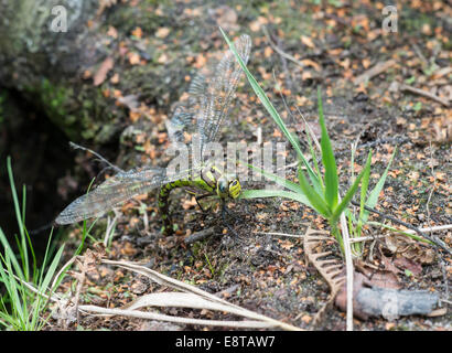 Weiblichen südlichen Hawker (Aeshna Cyanea). Weibliche Verlegung Eiern am Ufer eines Teiches. Stockfoto