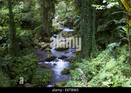 Fluss fließt durch üppigen Regenwald Stockfoto