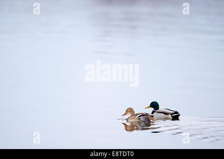 Eine männliche und weibliche Stockente oder Wildente Paddeln auf ruhigem Wasser (Anas Platyrhynchos) Stockfoto