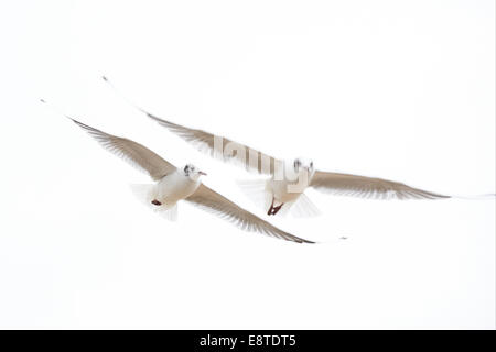 Zwei juvenile Dreizehenmöwe Möwen fliegen (Rissa Tridactyla) Stockfoto