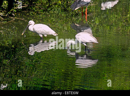 Zwei eurasische Löffler (Platalea Leucorodia) Stockfoto